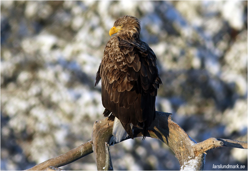 Havsörn (White-tailed Eagle), Värmland