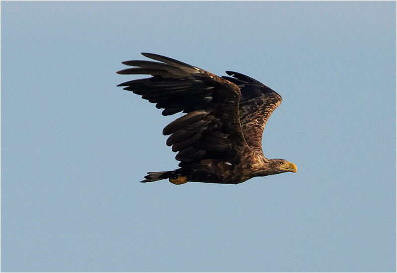 Havsörn (White-tailed Eagle), Fyrvägen, Ottenby, Öland