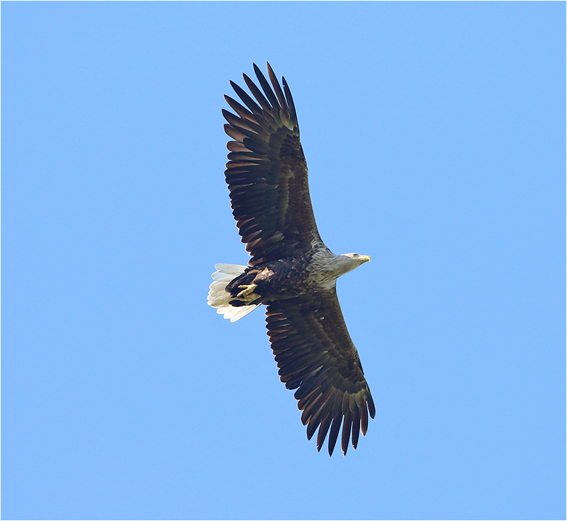 Havsörn (White-tailed Eagle), Sibyllas, Ottenby, Öland