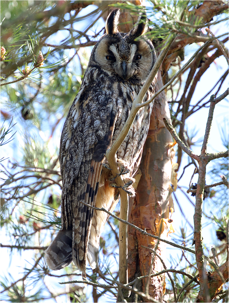 Hornuggla (Long-eard Owl), Stenåsabadet, Öland