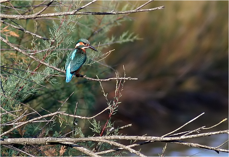 Kungsfiskare (Kingfisher), Cavallino, Italien