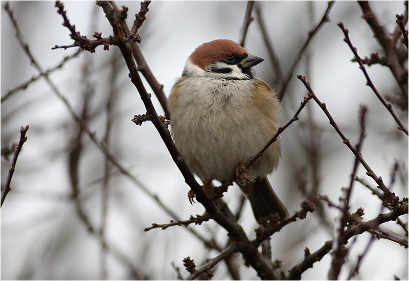 Pilfink (Tree Sparrow), Stora Amundö, Göteborg 