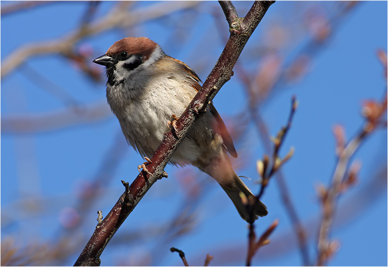 Pilfink (Tree Sparrow), Stora Amundö, Göteborg 