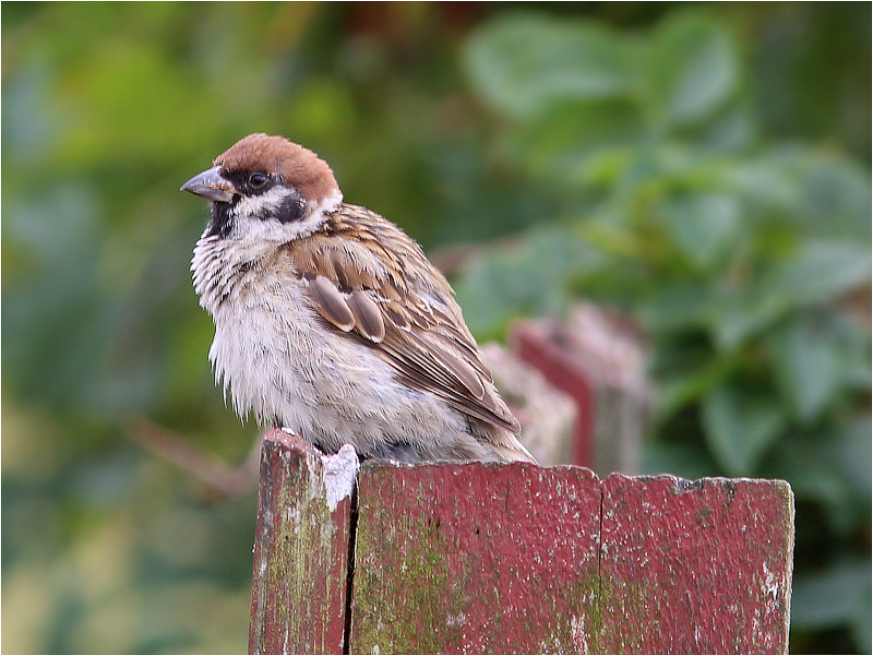 Pilfink (Tree Sparrow), Morups Tånge, Halland