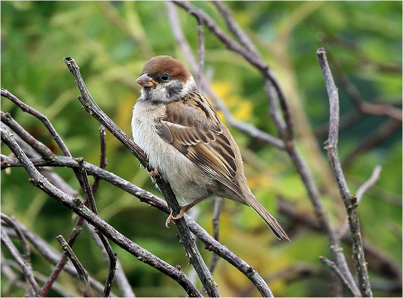Pilfink (Tree Sparrow), Stora Amundö, Göteborg