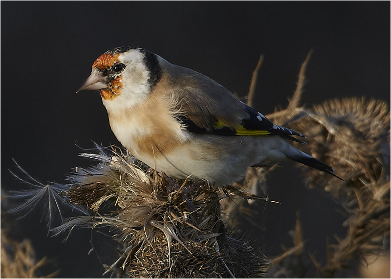 Steglits (European Goldfinch), Skanör, Skåne