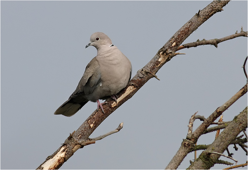 Turkduva (Collared Dove), Morups Tånge, Halland
