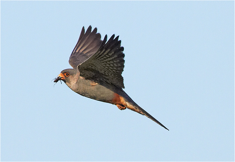 Aftonfalk (Red-footed Falcon), Kronogård, Falkenberg 
