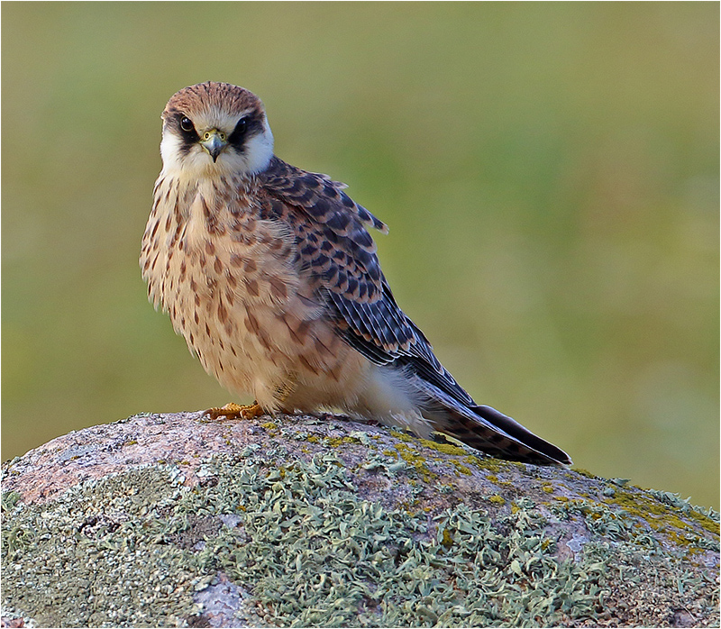 Aftonfalk (Red-footed Falcon), Södra Näs, Varberg, Halland 