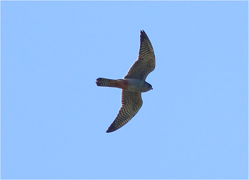Aftonfalk (Red-footed Falcon), Enetri, Mörbylånga, Öland
