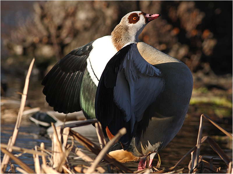 Nilgås (Egyptian Goose), Hörby, Skåne