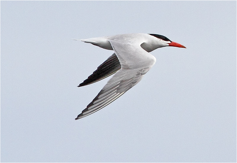 Skräntärna (Caspian Tern), Sebybadet, Öland
