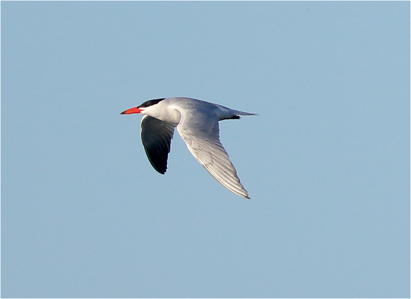 Skräntärna (Caspian Tern), Ölands Södra Udde, Öland
