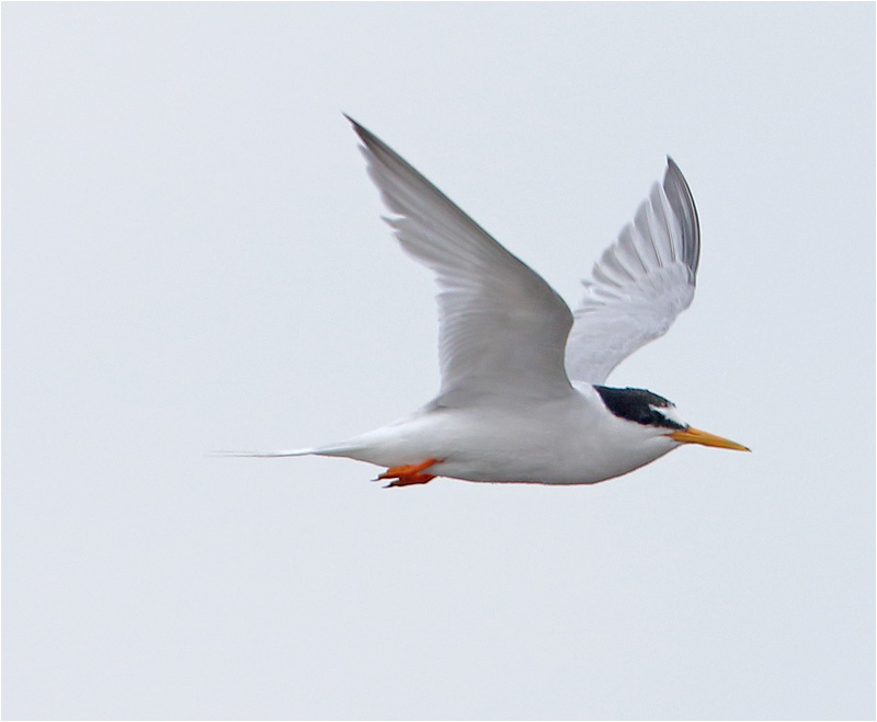 Småtärna (Little Tern), Sebybadet, Öland