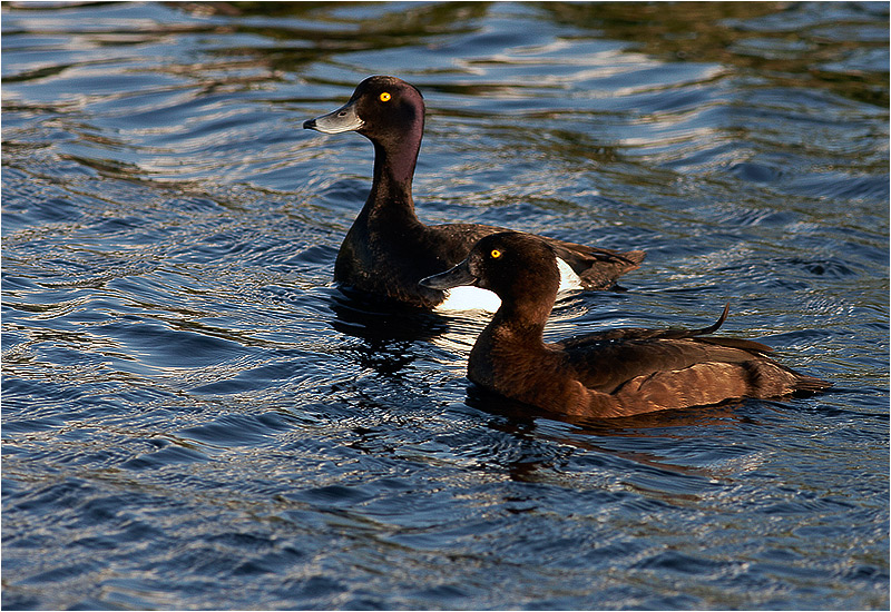 Vigg (Tufted Duck), Fågeltornet, Hornborgasjön
