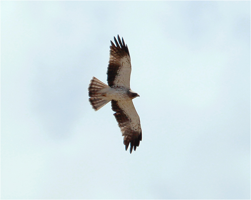 Dvärgörn (Booted Eagle), väster om Pollenca, Mallorca, Spanien