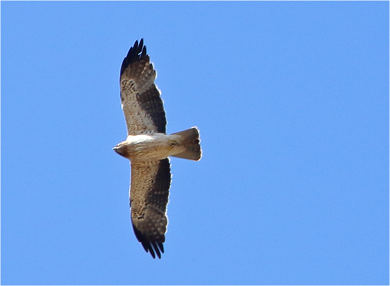 Dvärgörn (Booted Eagle), Puerto Pollenca, Mallorca, Spanien