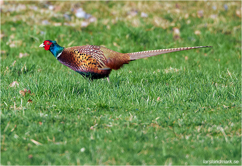 Fasan (Pheasant), söder om Skintebo