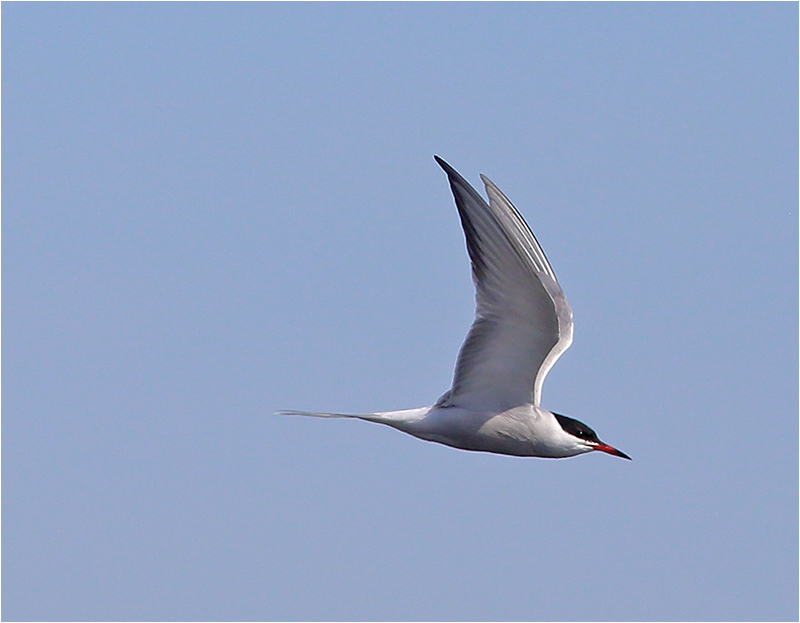 Fisktärna (Common Tern), Glommens Sten, Halland