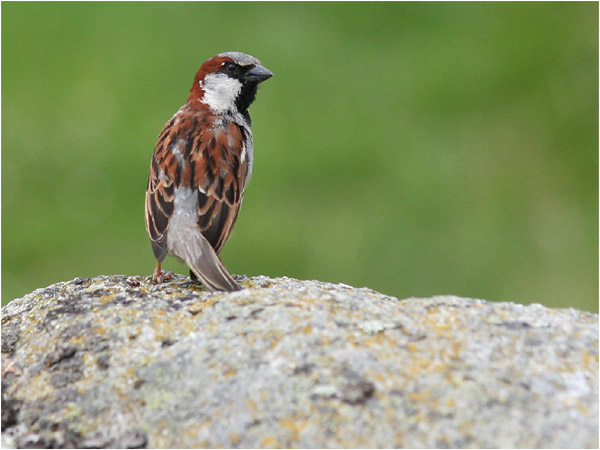 Gråsparv (House Sparrow), Stora Amundö, söder om Göteborg