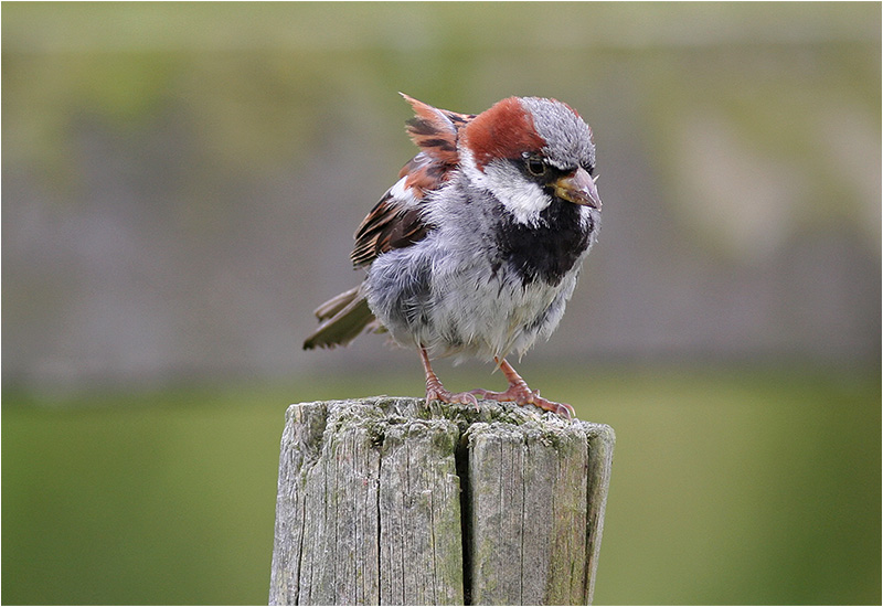 Gråsparv (House Sparrow), Stora Amundö, söder om Göteborg
