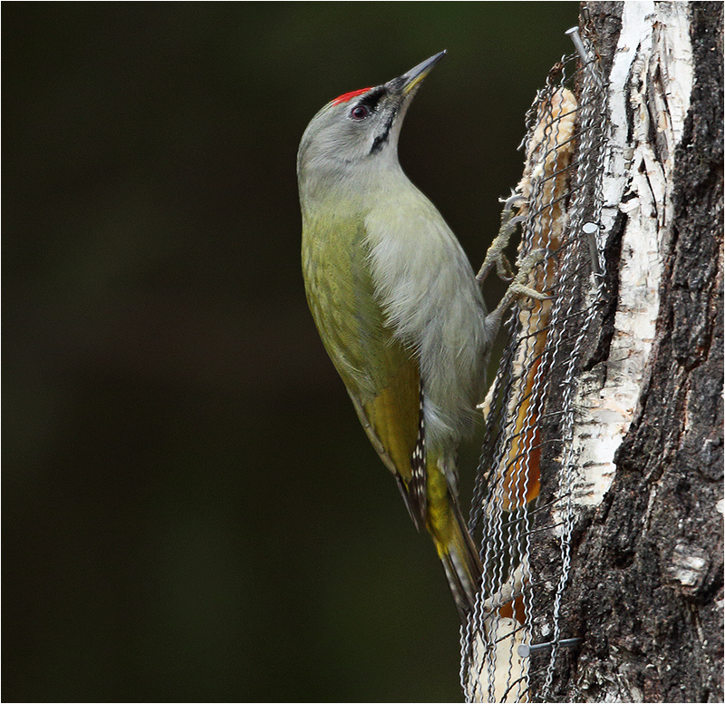Gråspett (Grey-headed Woodpecker), Mossbodarna, Borlänge
