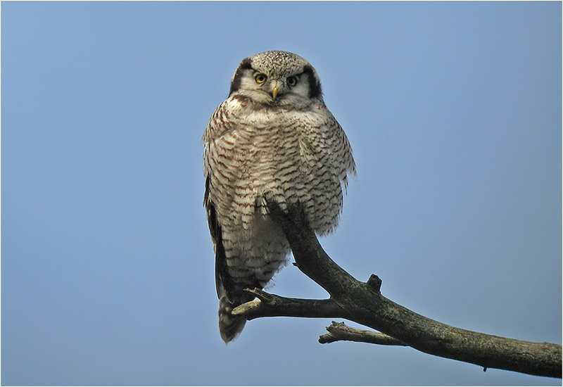 Hökuggla (Northern Hawk Owl), Valinge, Halland