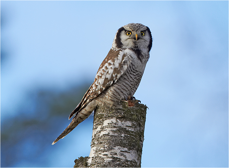 Hökuggla (Northern Hawk Owl), Öjersbo, Älvsåker, Halland