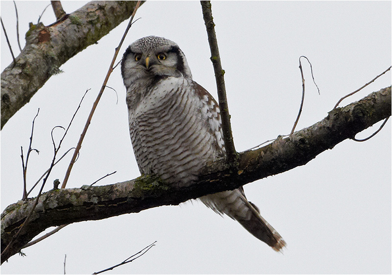 Hökuggla (Northern Hawk Owl), Gunnestorps mosse, Hisingsparken
