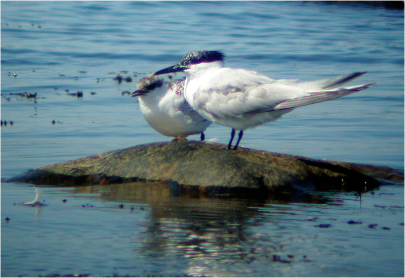 Kentsk tärna (Sandwich Tern), Vilshärad, Halland
