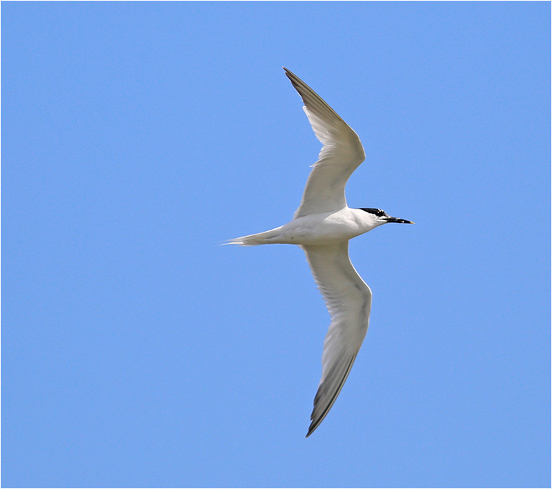 Kentsk tärna (Sandwich Tern), Getteröns naturreservat, Halland