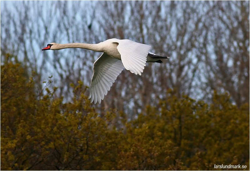 Knölsvan (Mute Swan) vid Stora Amundö söder om Göteborg