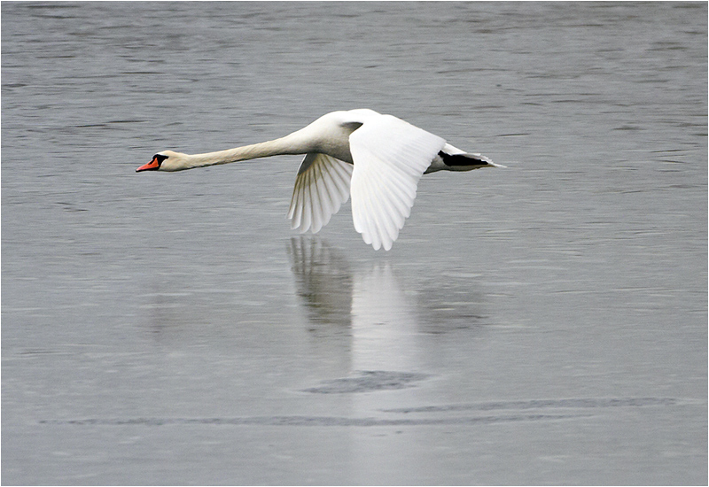 Knölsvan (Mute Swan), Killingholmen