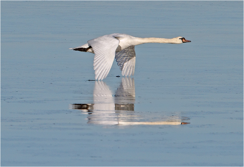 Knölsvan (Mute Swan), Killingholmen