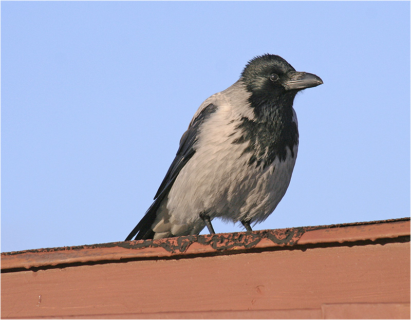 Kråka (Crow), Askimsbadet, söder om Göteborg