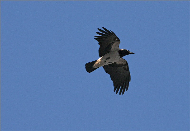 Kråka (Crow), Askimsbadet, söder om Göteborg