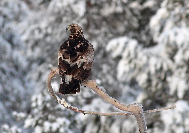 Kungsörn (Golden Eagle), mellan Karlskoga och Kristinehamn, Värmland