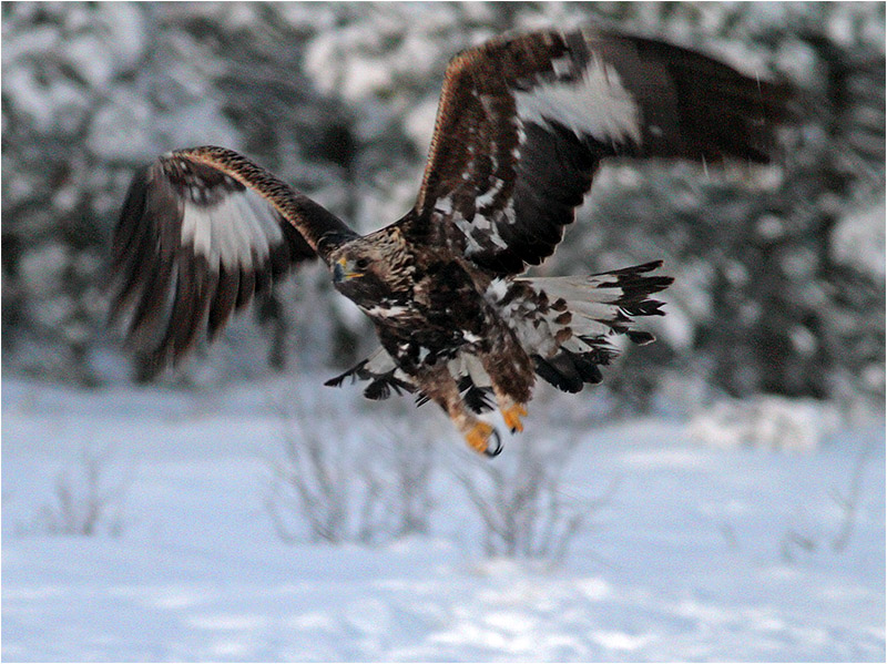 Kungsörn (Golden Eagle), mellan Karlskoga och Kristinehamn, Värmland