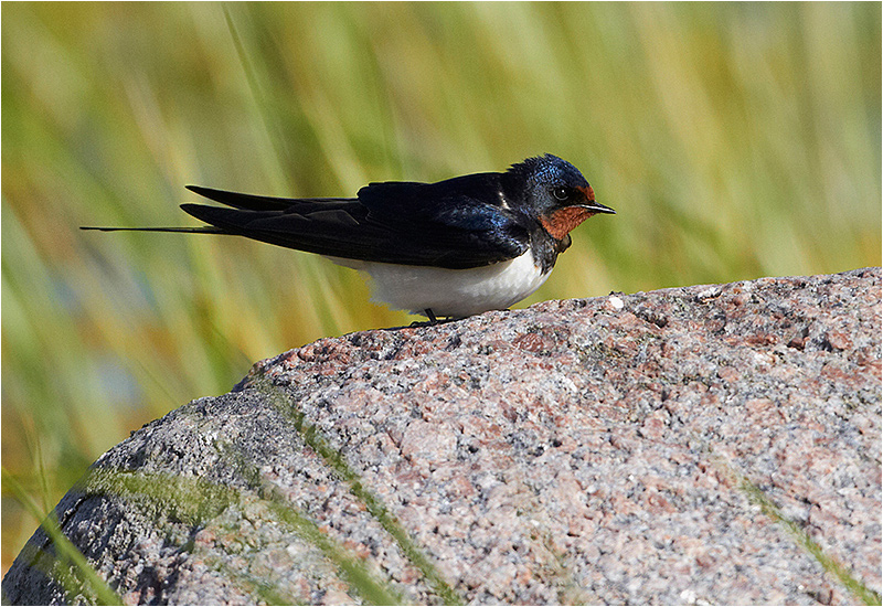 Ladusvala (Barn Swallow), Ölands Södra Udde, Öland