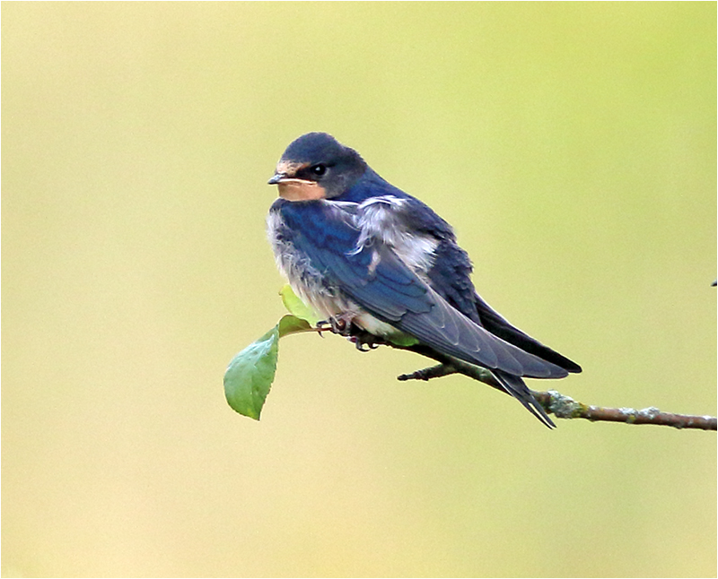Ladusvala (Barn Swallow), Stora Amundö, söder om Göteborg