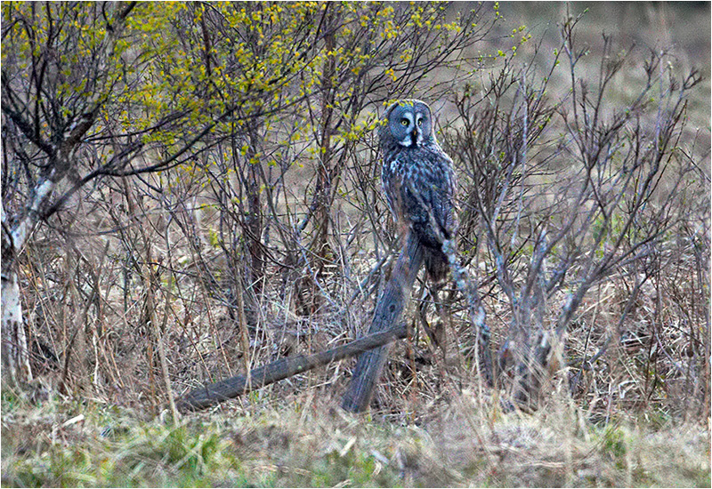 Lappuggla (Great Grey Owl), Västmanland