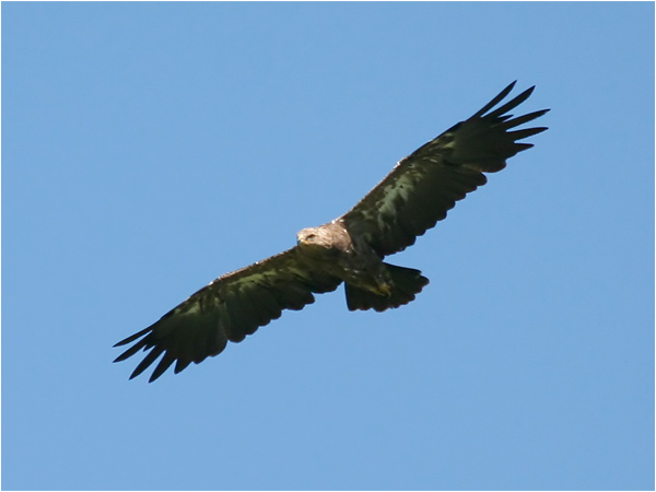 Mindre skrikörn (Lesser Spotted Eagle), Träfors, Värmland