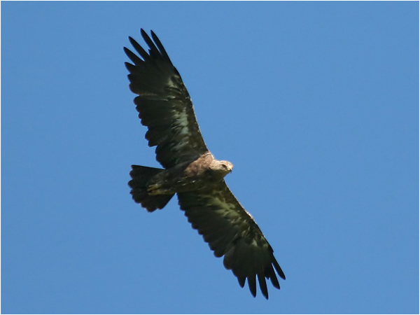 Mindre skrikörn (Lesser Spotted Eagle), Träfors, Värmland