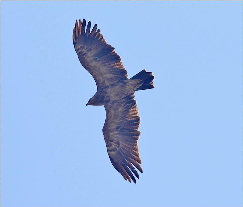 Mindre skrikörn (Lesser Spotted Eagle), Möckelmossen, Öland