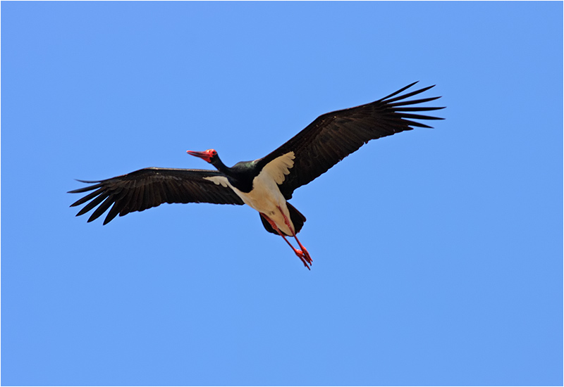 Svart stork (Black Stork), Kalloniområdet, Lesbos, Grekland