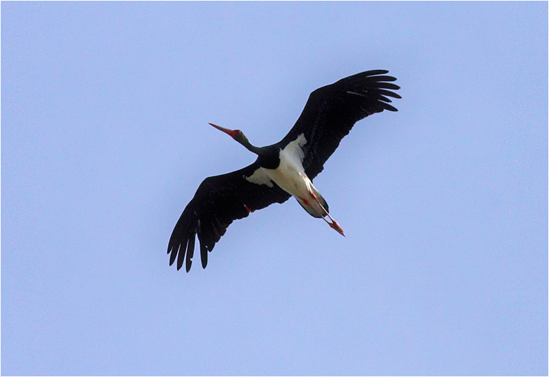 Svart stork (Black Stork) vid Falsterbo Kanal i Skåne