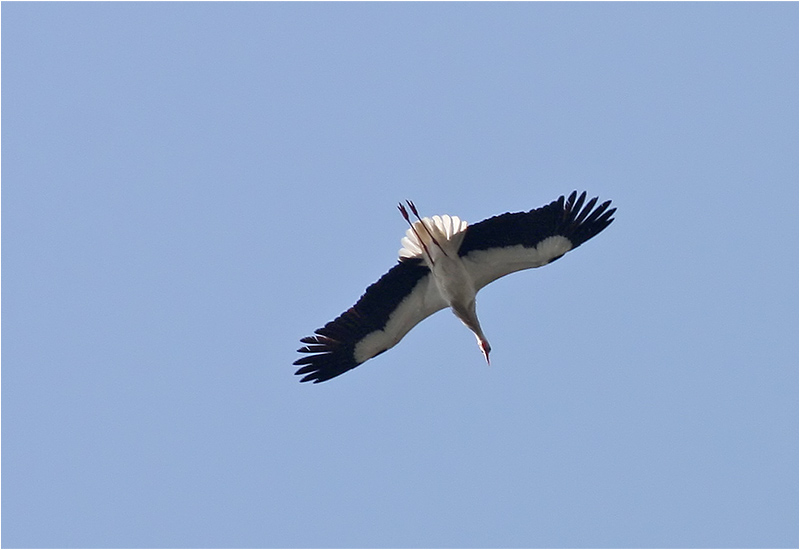 Vit stork (White Stork), Skagen, Danmark