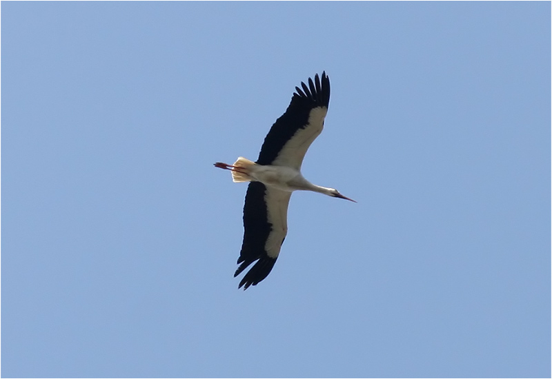 Vit stork (White Stork), Skagen, Danmark