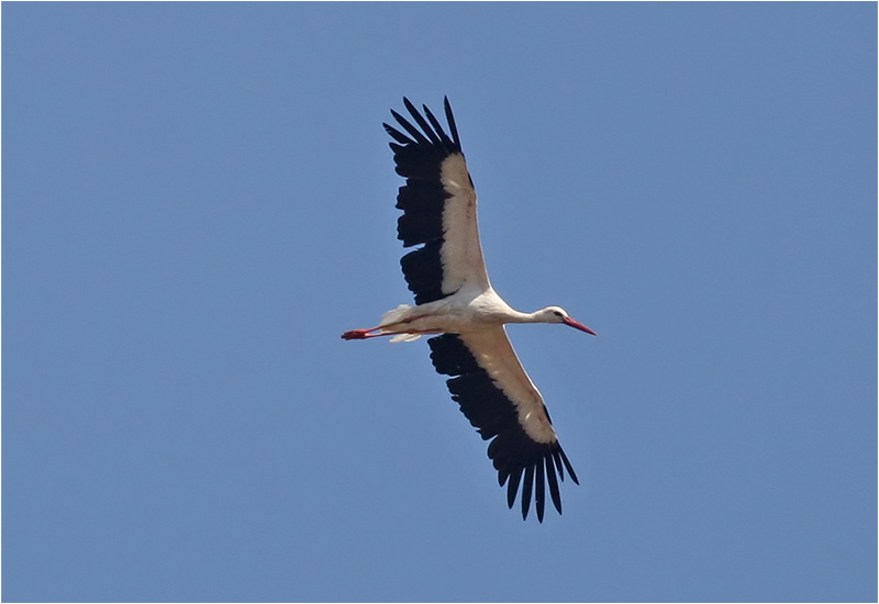Vit stork (White Stork), Petra, Lesbos, Grekland