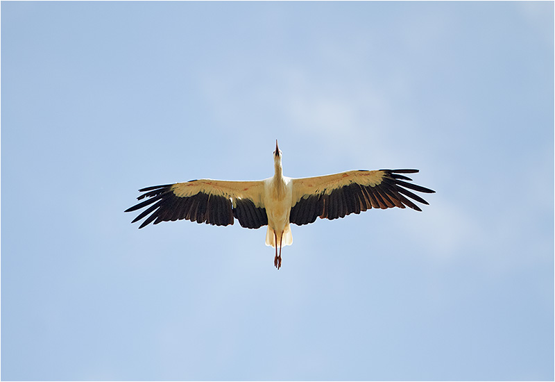 Vit stork (White Stork), Flyinge Kungsgård, Skåne